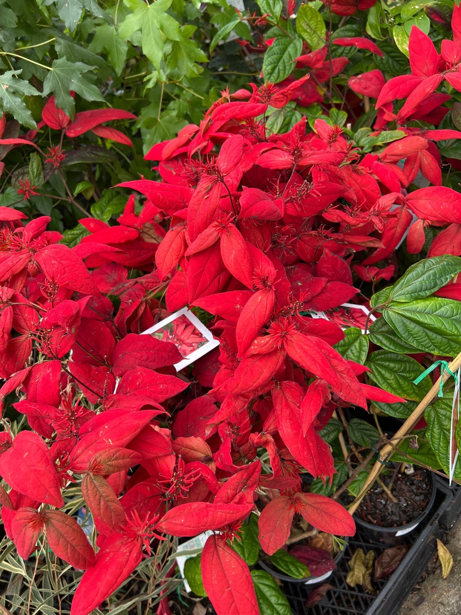Quisqualis 'Red Riot' - Ladybird Nursery