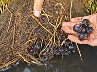 Chinese Water Chestnut - Ladybird Nursery