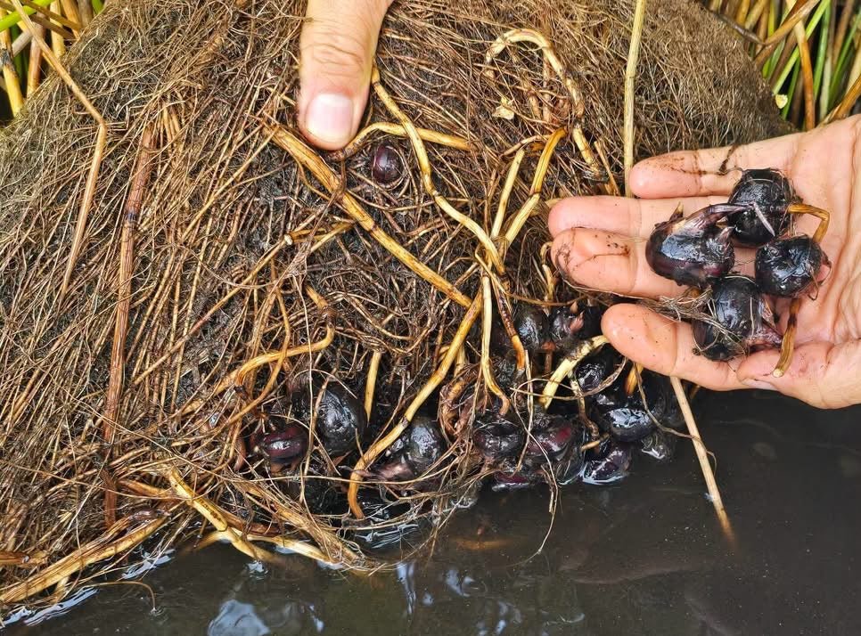 Chinese Water Chestnut - Ladybird Nursery