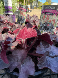 Heuchera 'Black Forest Cake' - Ladybird Nursery