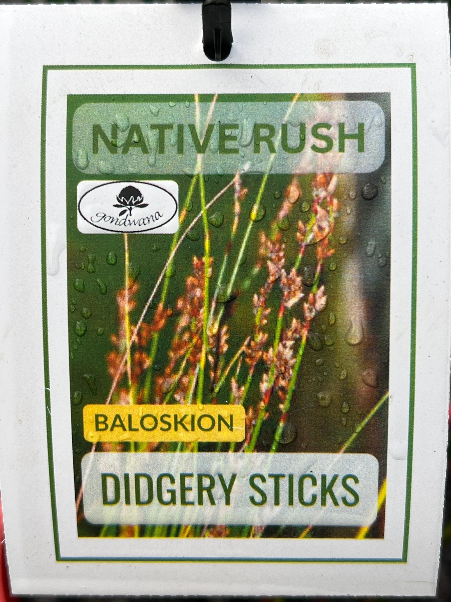 Baloskion pallens 'Didgery Sticks' - Ladybird Nursery