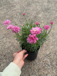 Daisy 'Strawberry Shortcake' (Argyranthemum)