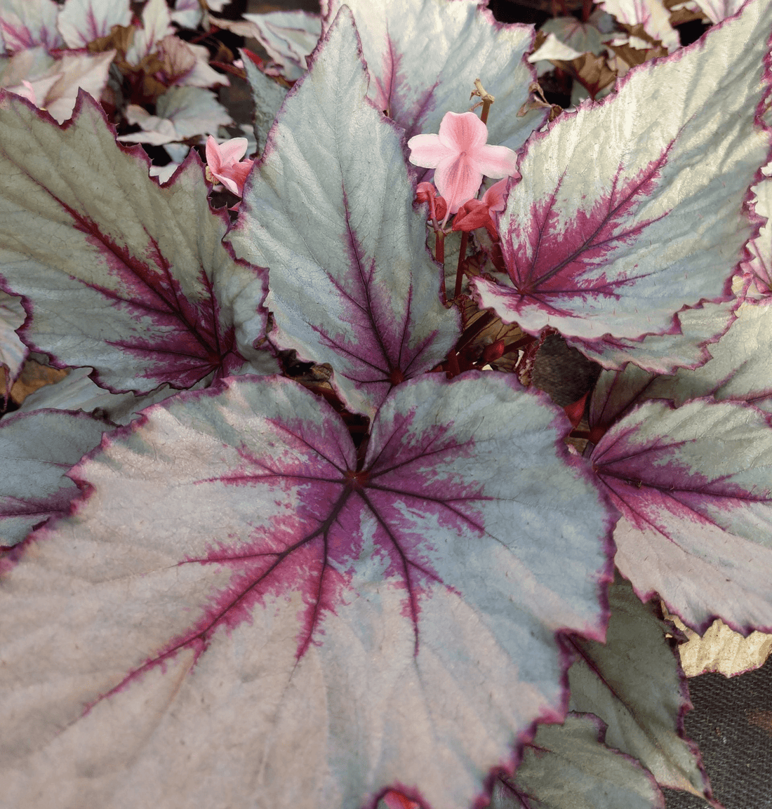 Begonia 'Maori Haze' - Ladybird Nursery