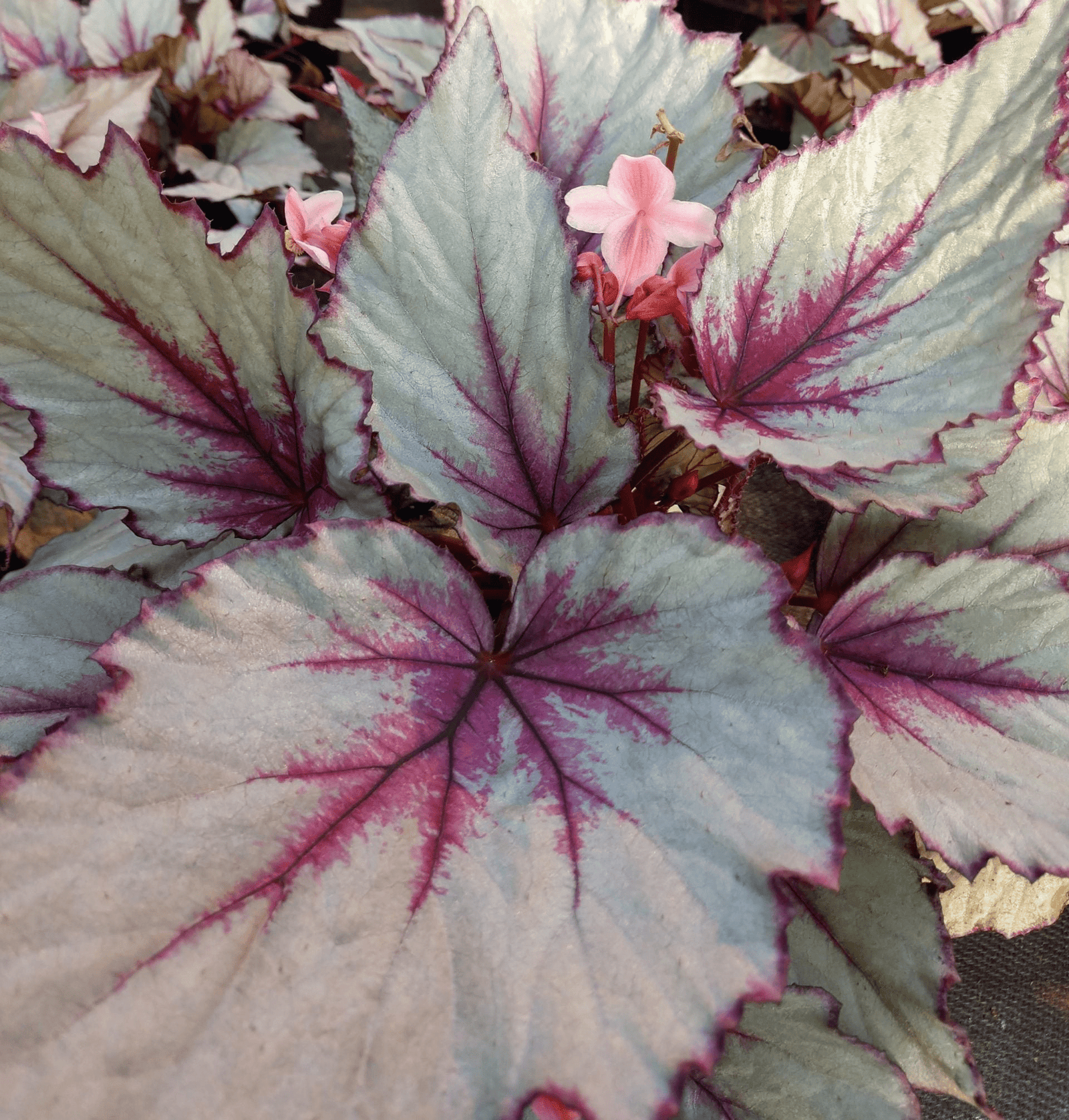 Begonia 'Maori Haze' - Ladybird Nursery