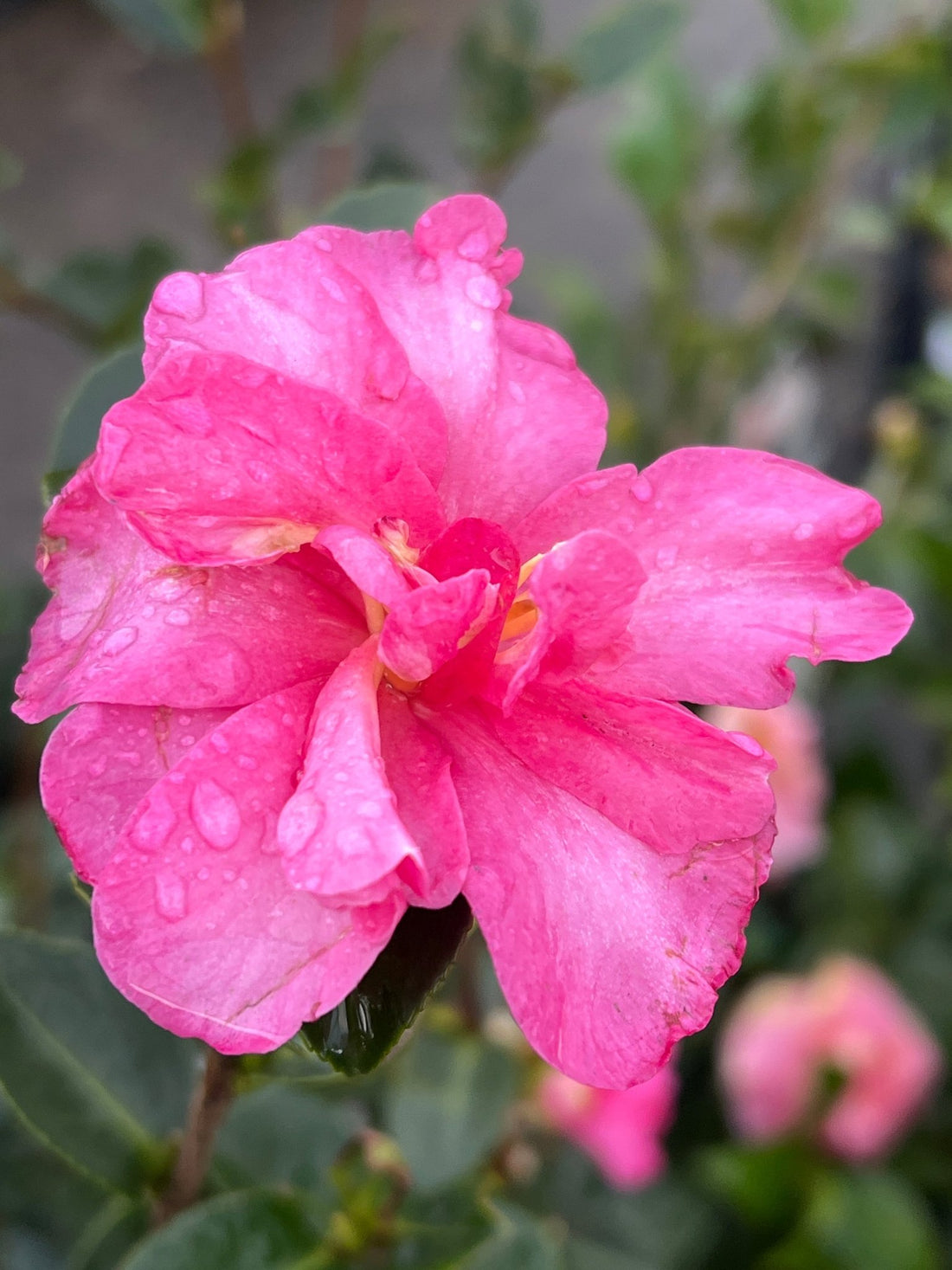 Camellia 'Hiryu' (Camellia hiemalis) - Large - Ladybird Nursery