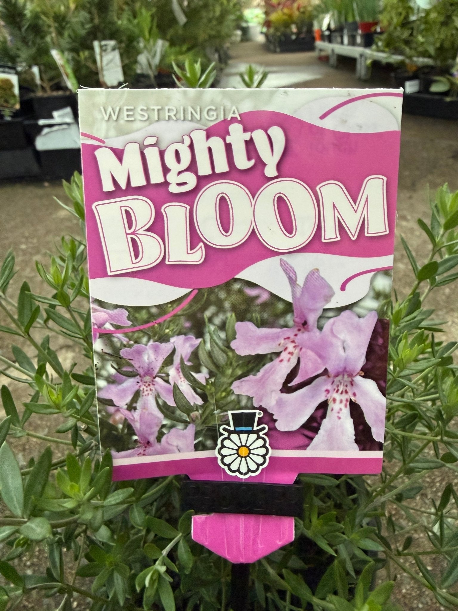 Coastal Rosemary 'Mighty Bloom' (Westringia fruticosa) - Ladybird Nursery