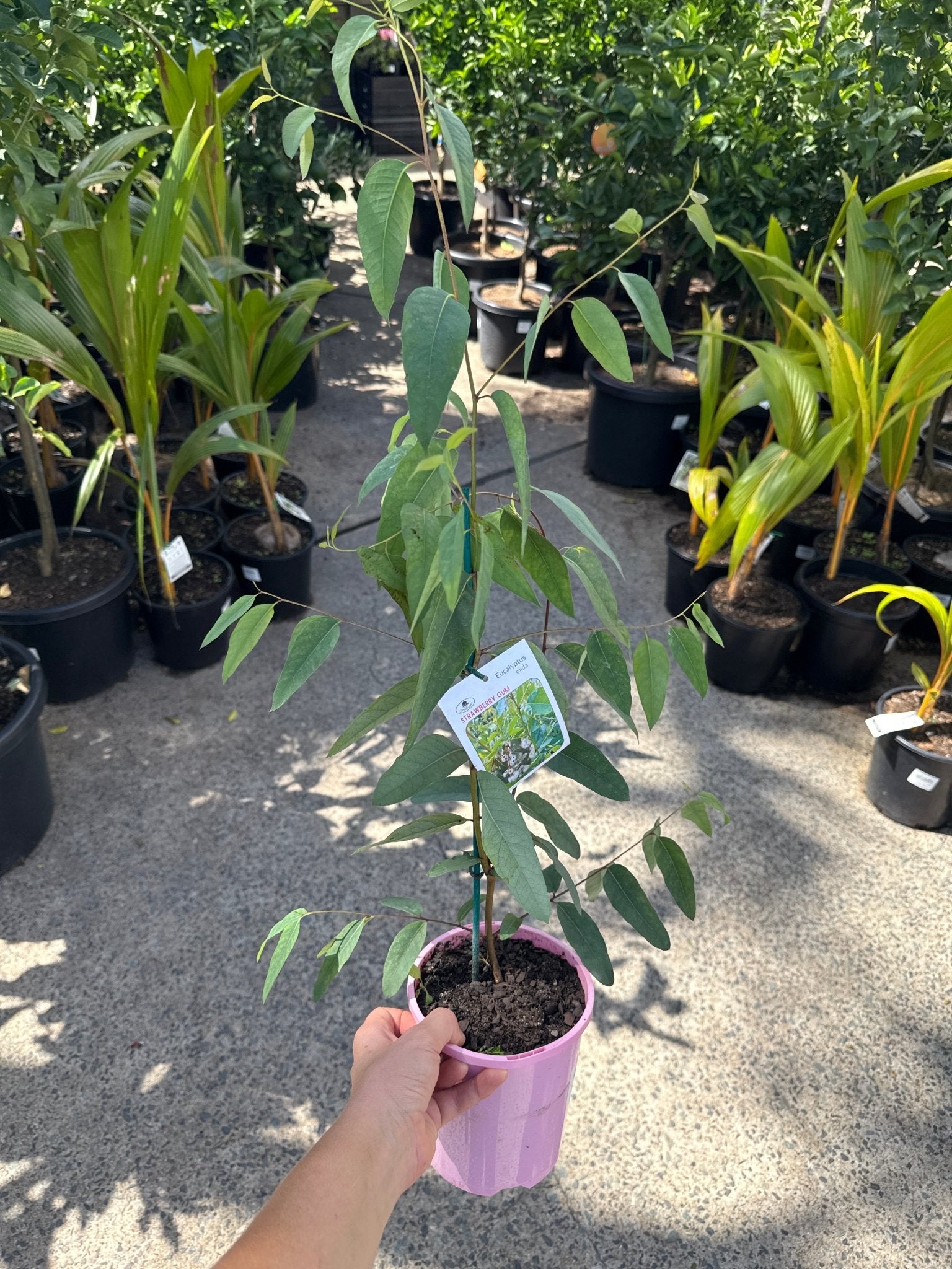 Strawberry Gum (Eucalyptus olida) - Ladybird Nursery
