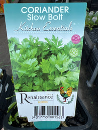 Coriander 'Slow Bolt' (Pickup Only) - Ladybird Nursery