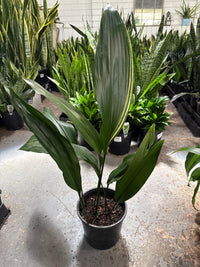 Variegated Cast Iron Plant Variegata (Aspidistra elatior) - Ladybird Nursery