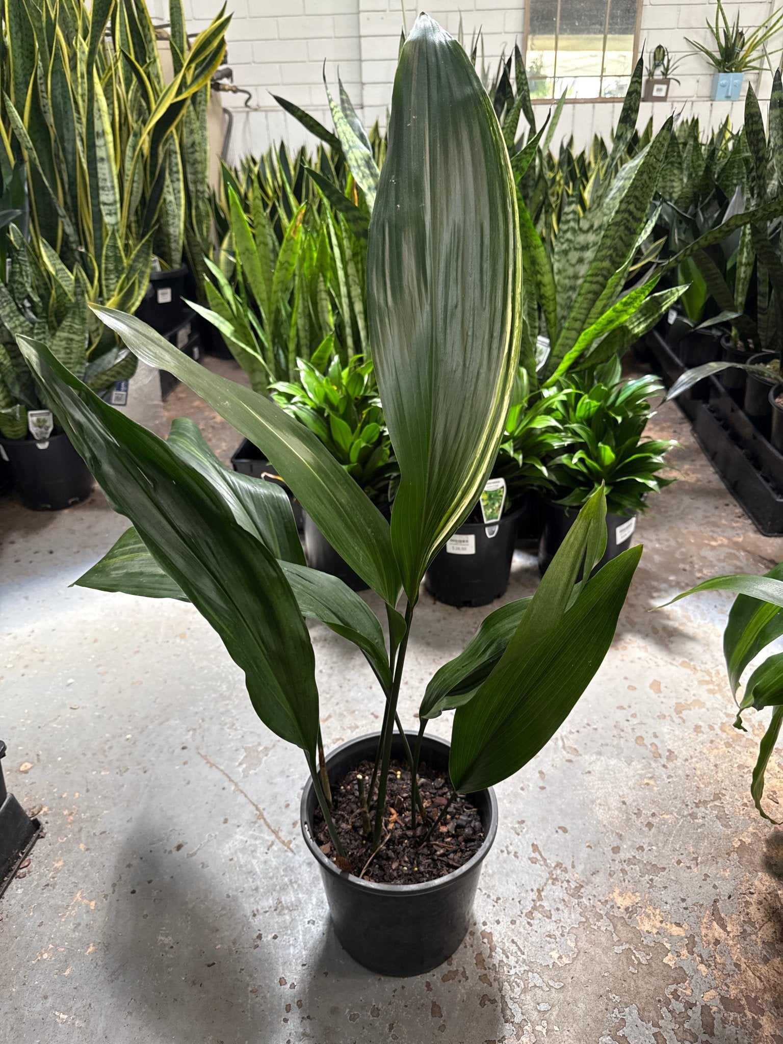 Variegated Cast Iron Plant Variegata (Aspidistra elatior) - Ladybird Nursery