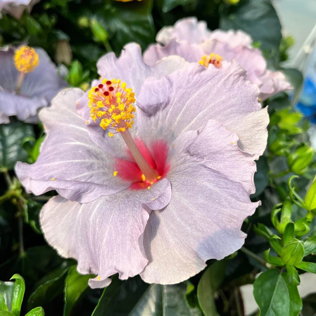 Hibiscus Flamenco™ Cato - Ladybird Nursery