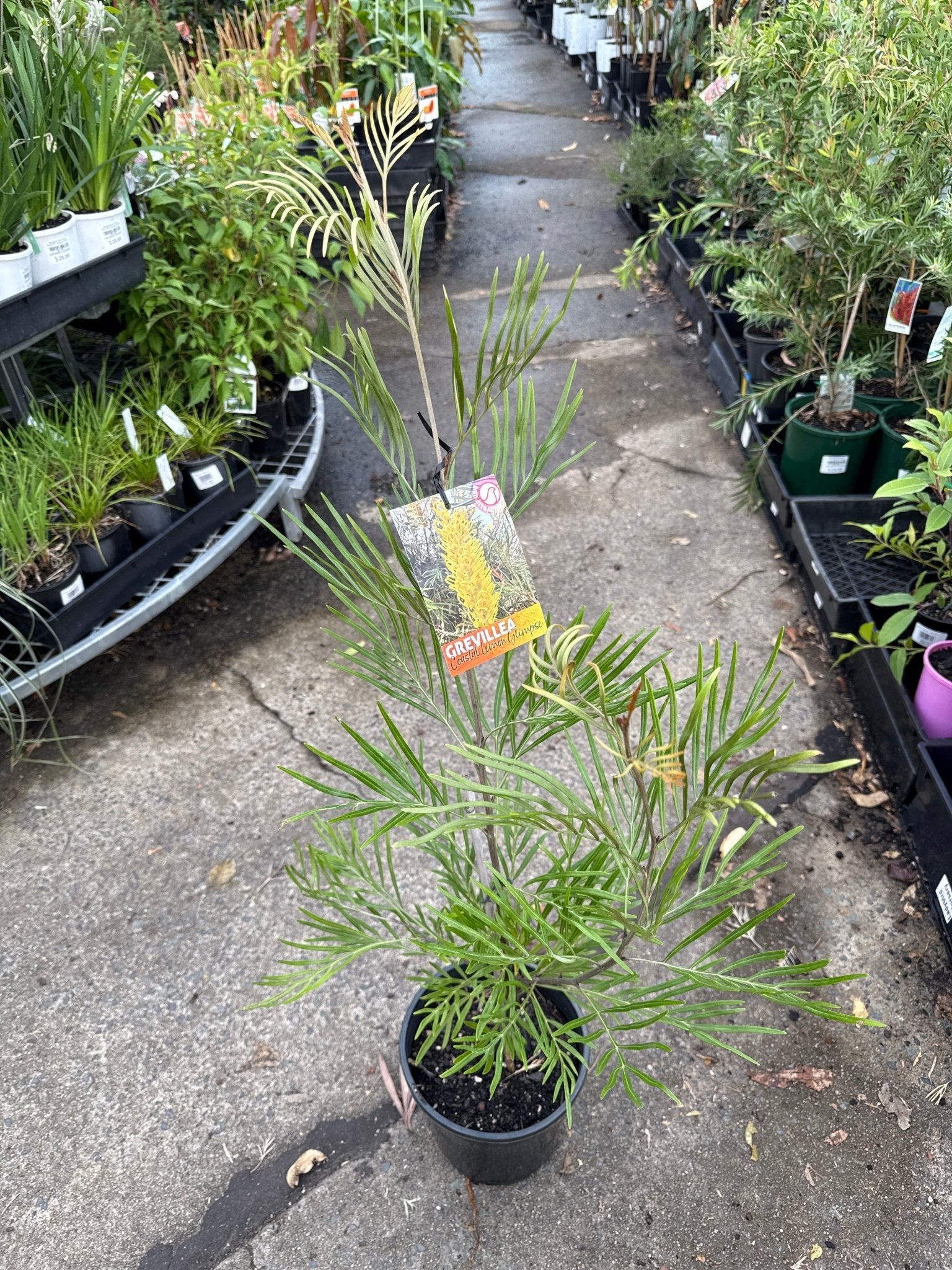 Grevillea 'Costal Lemon Glimps' 200mm Pot - Ladybird Nursery