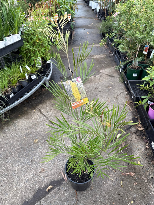 Grevillea 'Costal Lemon Glimps' 200mm Pot - Ladybird Nursery