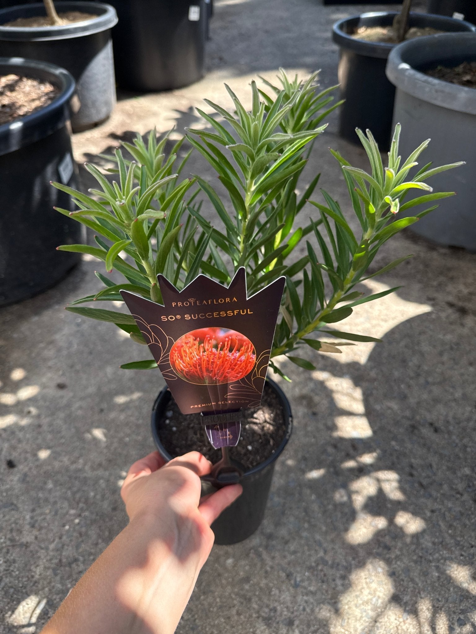 Leucospermum 'So Successful' - Ladybird Nursery