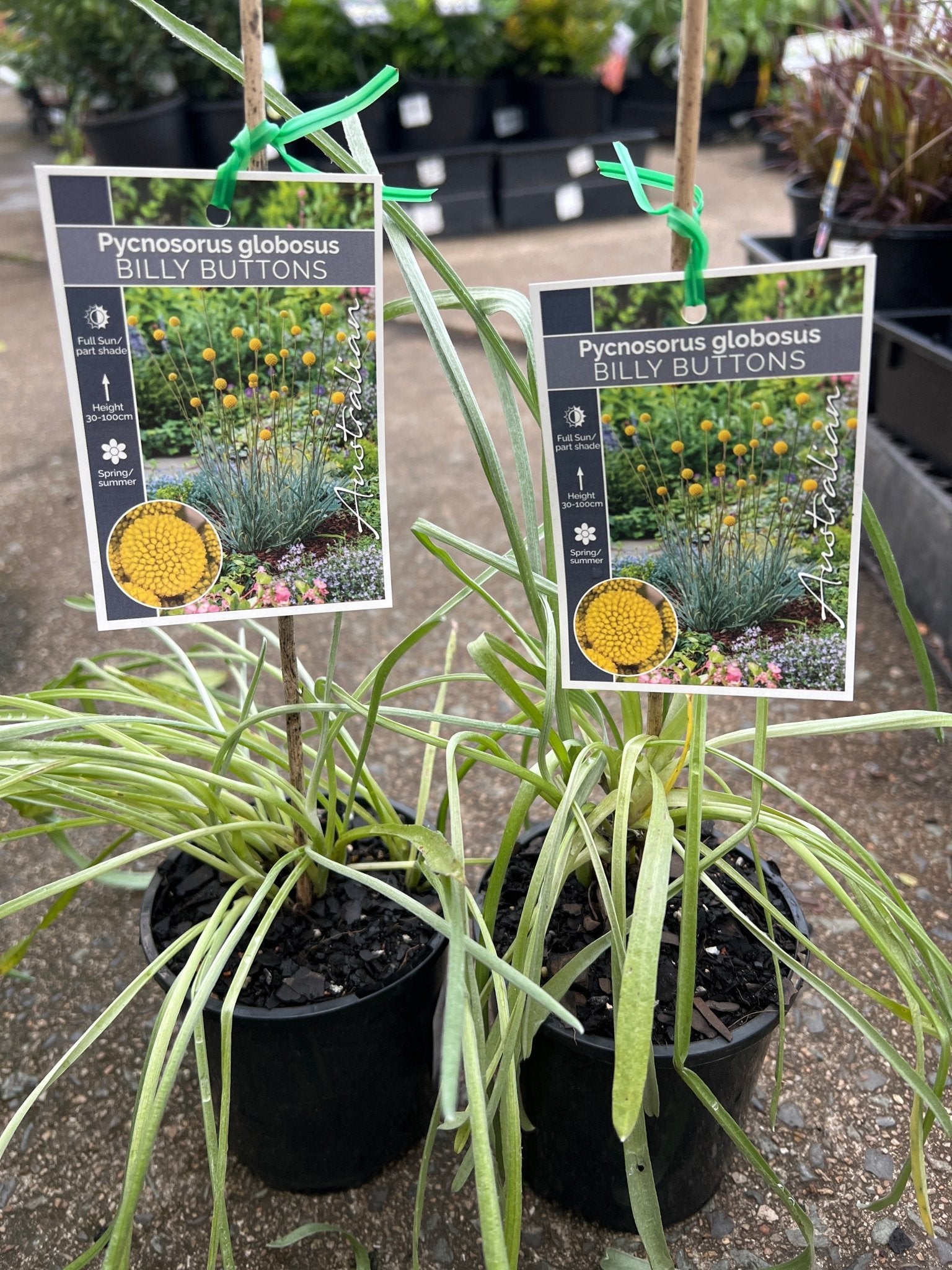 Billy Buttons (Craspedia globosa) - Ladybird Nursery