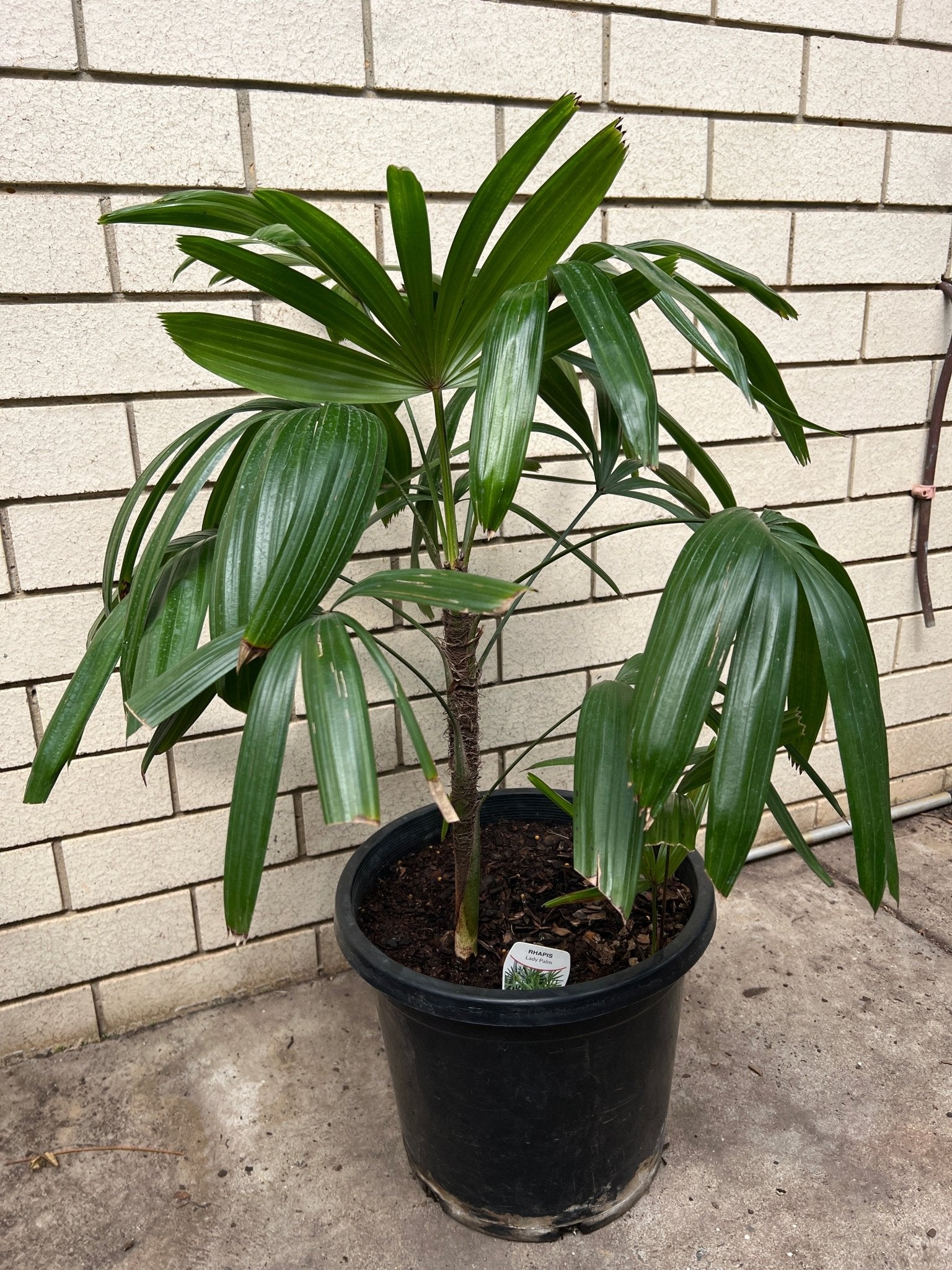 Lady Palm (Rhapis Excelsa) 300mm (PICKUP ONLY - Ladybird Nursery