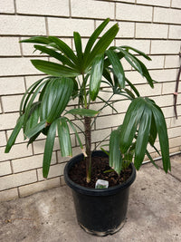 Lady Palm (Rhapis Excelsa) 300mm (PICKUP ONLY - Ladybird Nursery