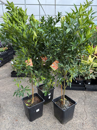 Mandarin Dwarf 'Sugar Bubba' 300mm Advanced (PICKUP ONLY)