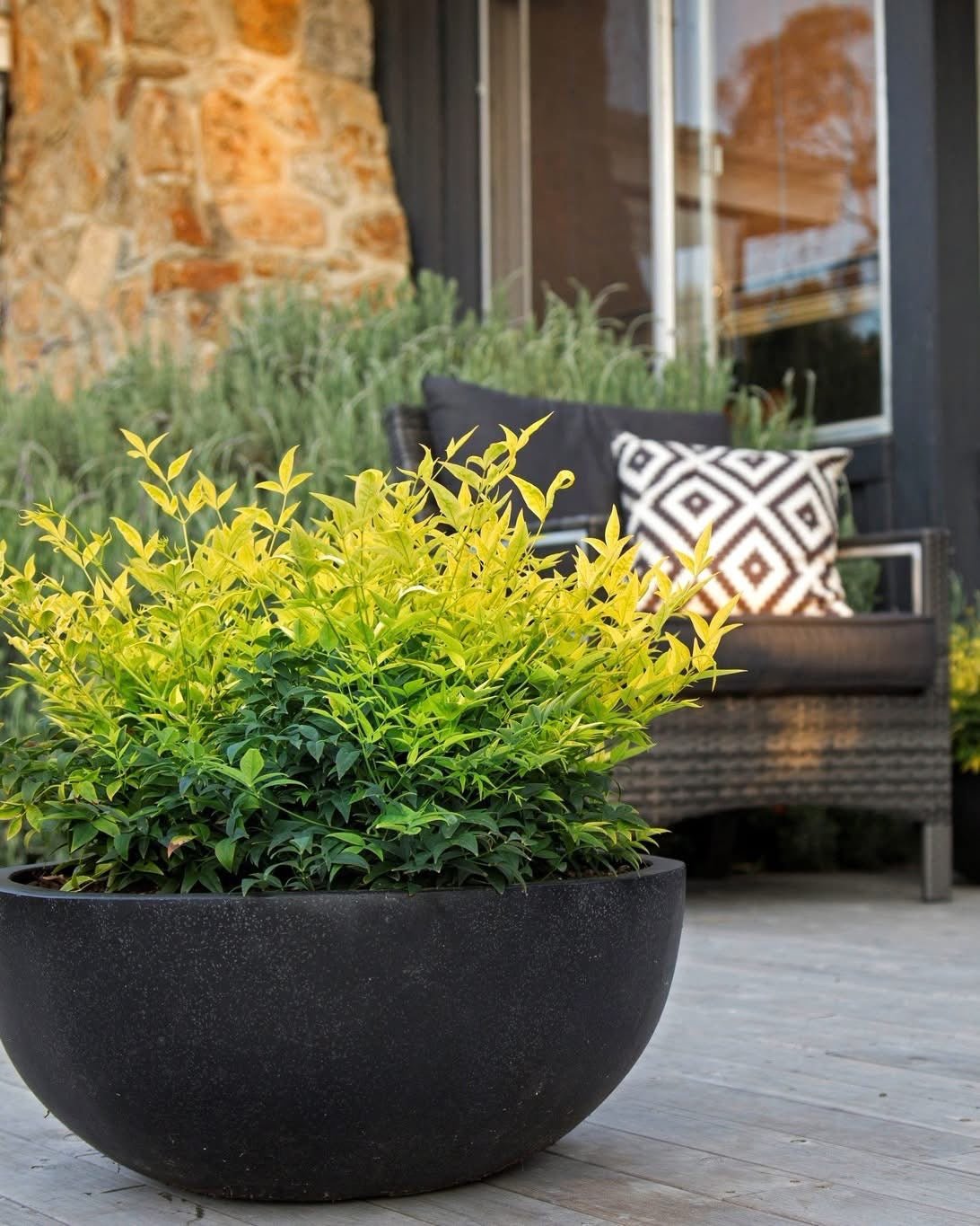 Heavenly Bamboo Magical Lemon Lime™ (Nandina domestica) - Ladybird Nursery