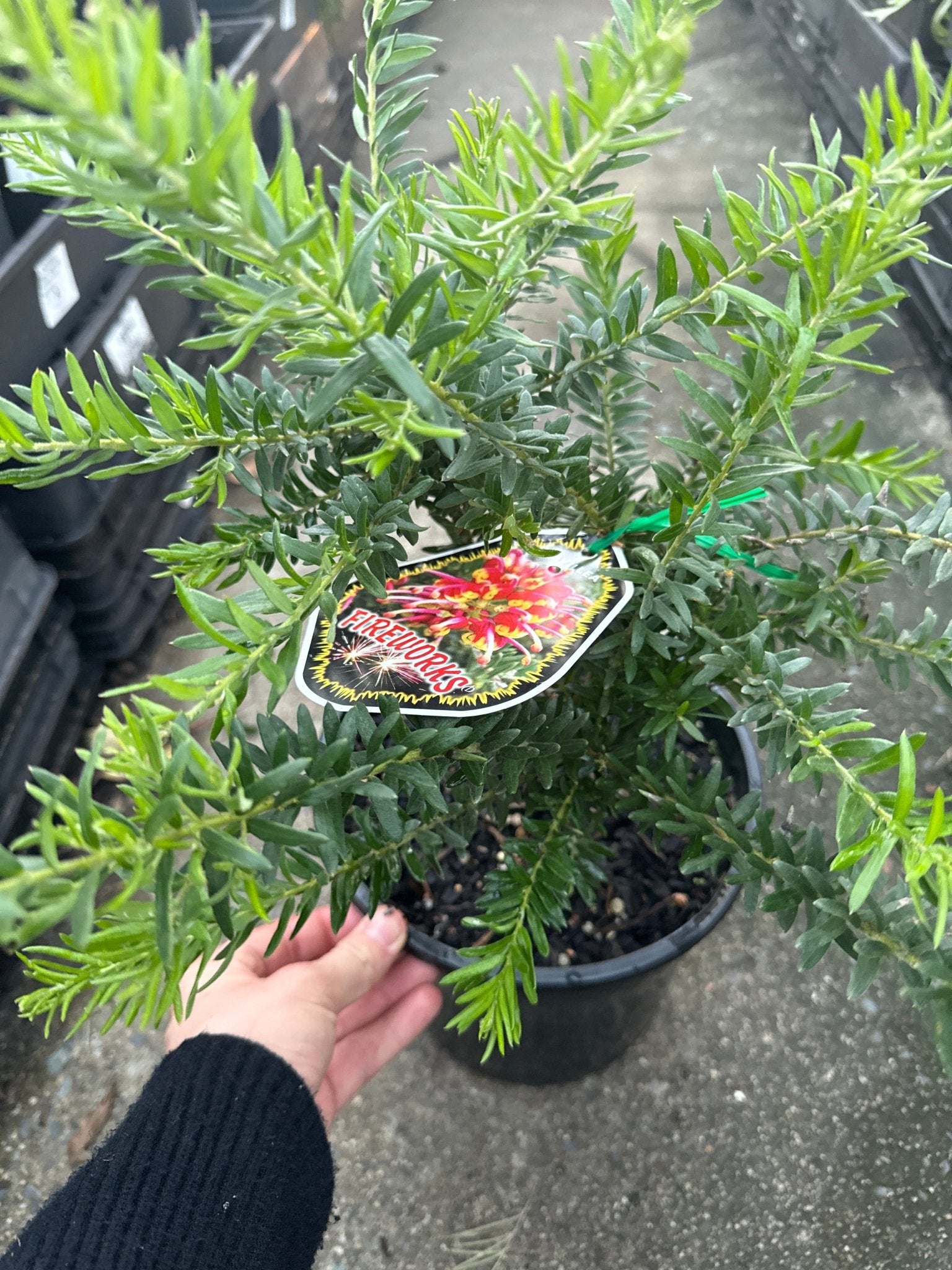Dwarf Grevillea 'Fireworks' - Large - Ladybird Nursery