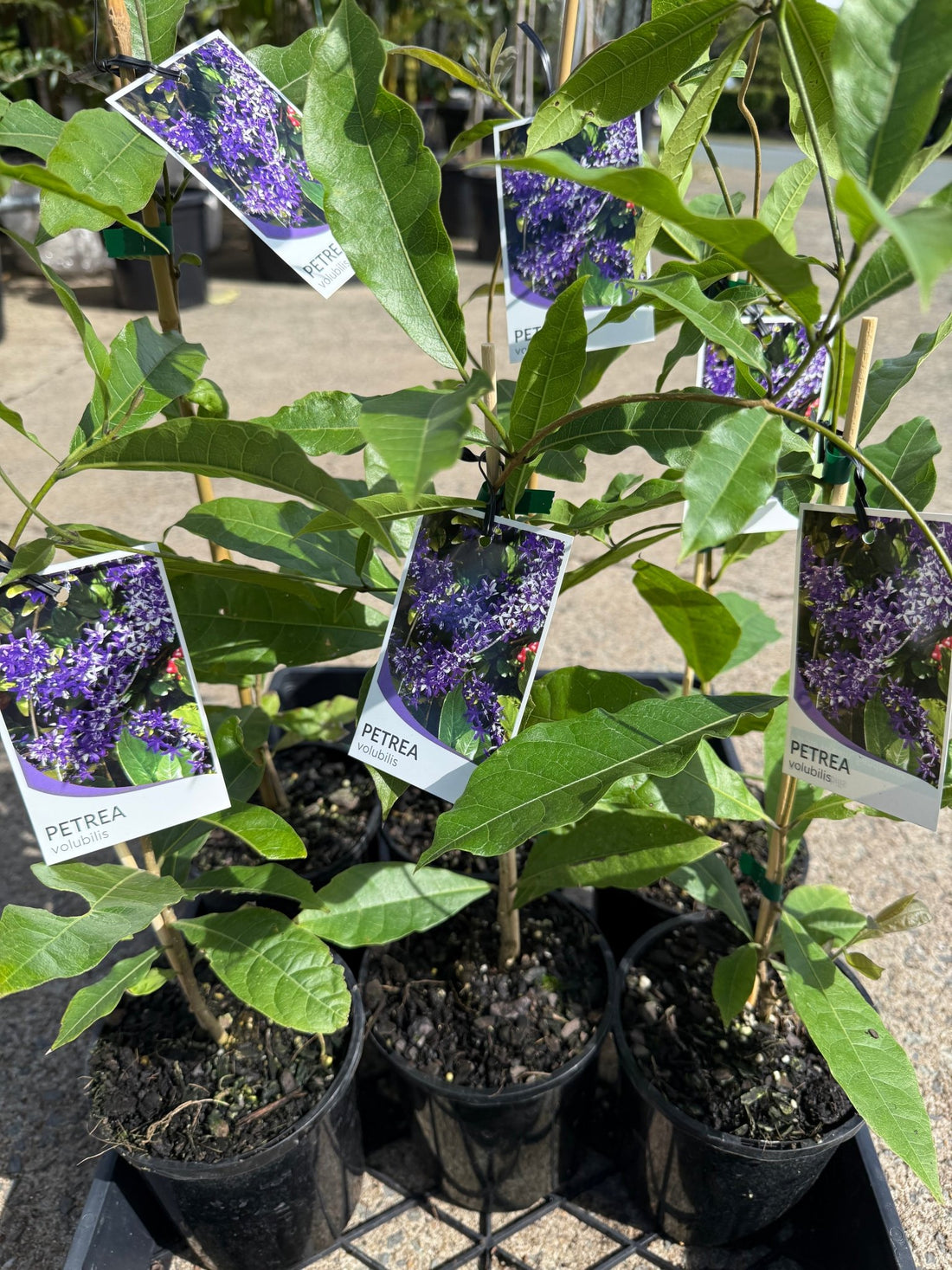 Purple Wreath (Petrea volubilis) Climbers - Ladybird Nursery