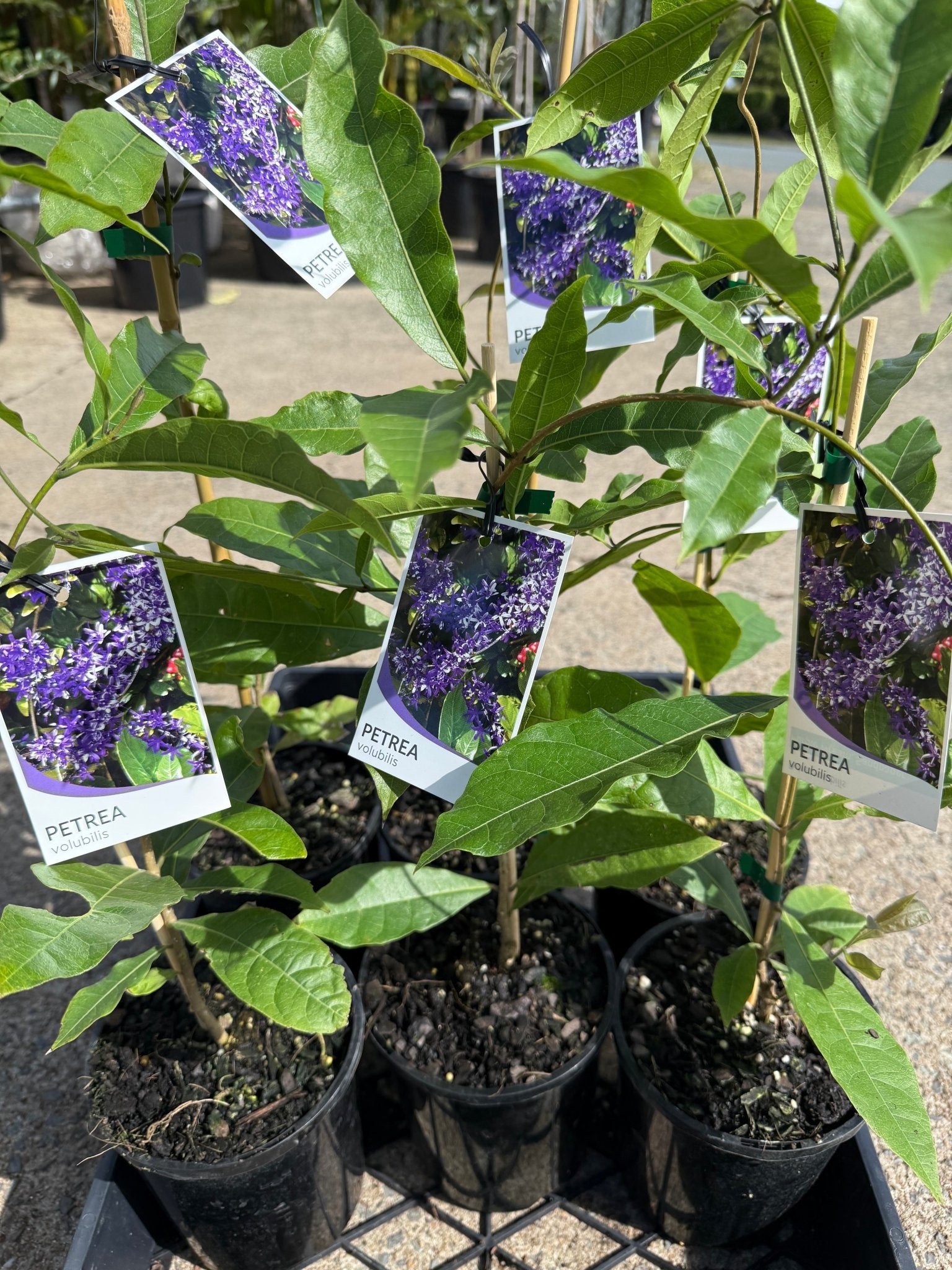 Purple Wreath (Petrea volubilis) Climbers - Ladybird Nursery