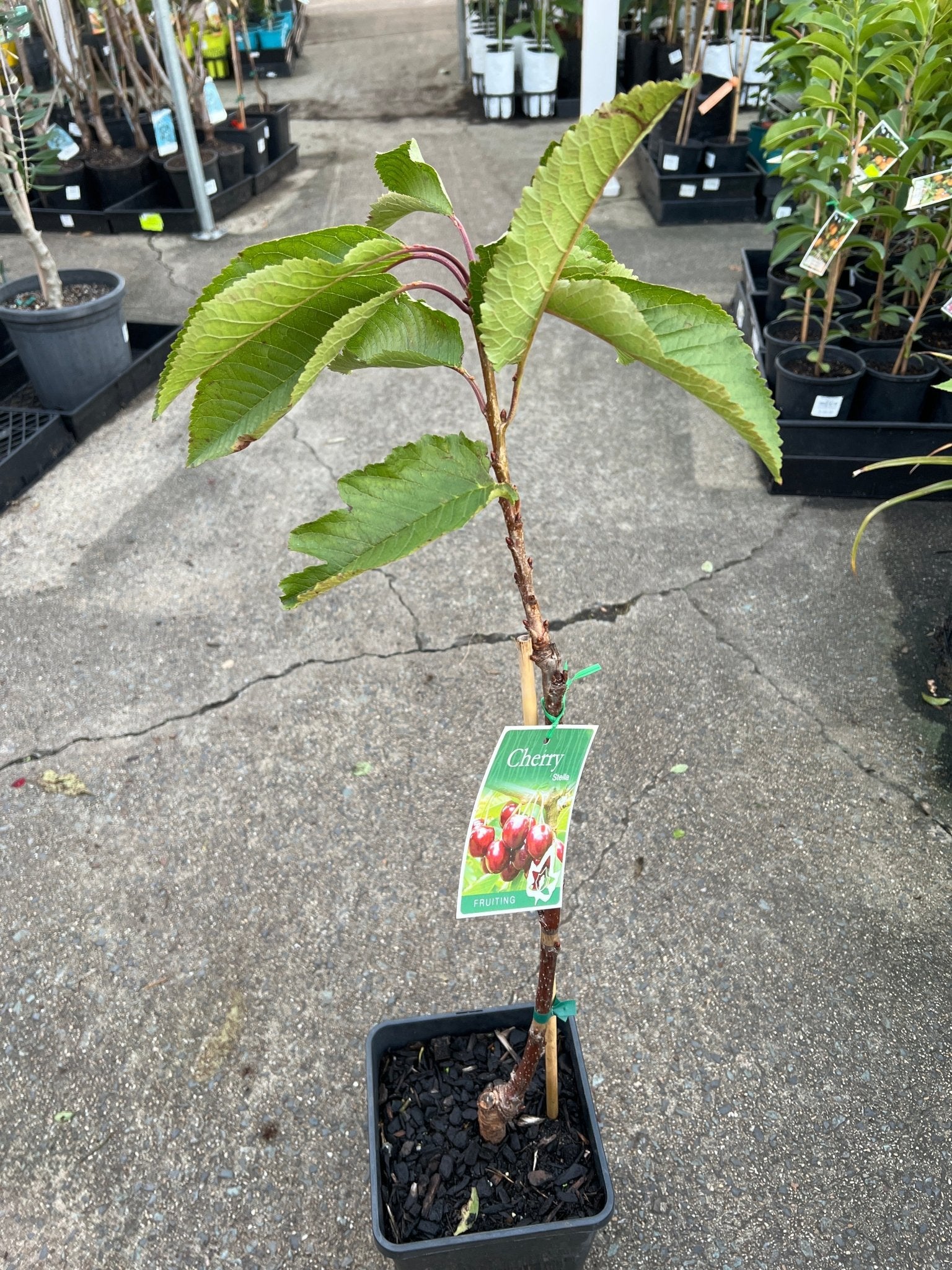 Cherry 'Stella' - Ladybird Nursery