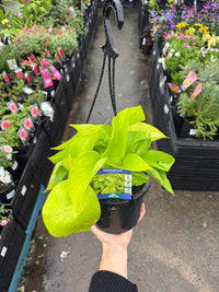 Pothos 'Goldilocks' Hanger (Epipremnum aureum) - Ladybird Nursery