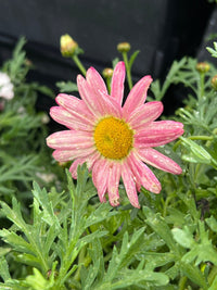 Daisy 'Super Chameleon' (Argyranthemum) - Ladybird Nursery