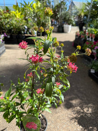 Sweet Caprice (Rondeletia leucophylla) - Ladybird Nursery