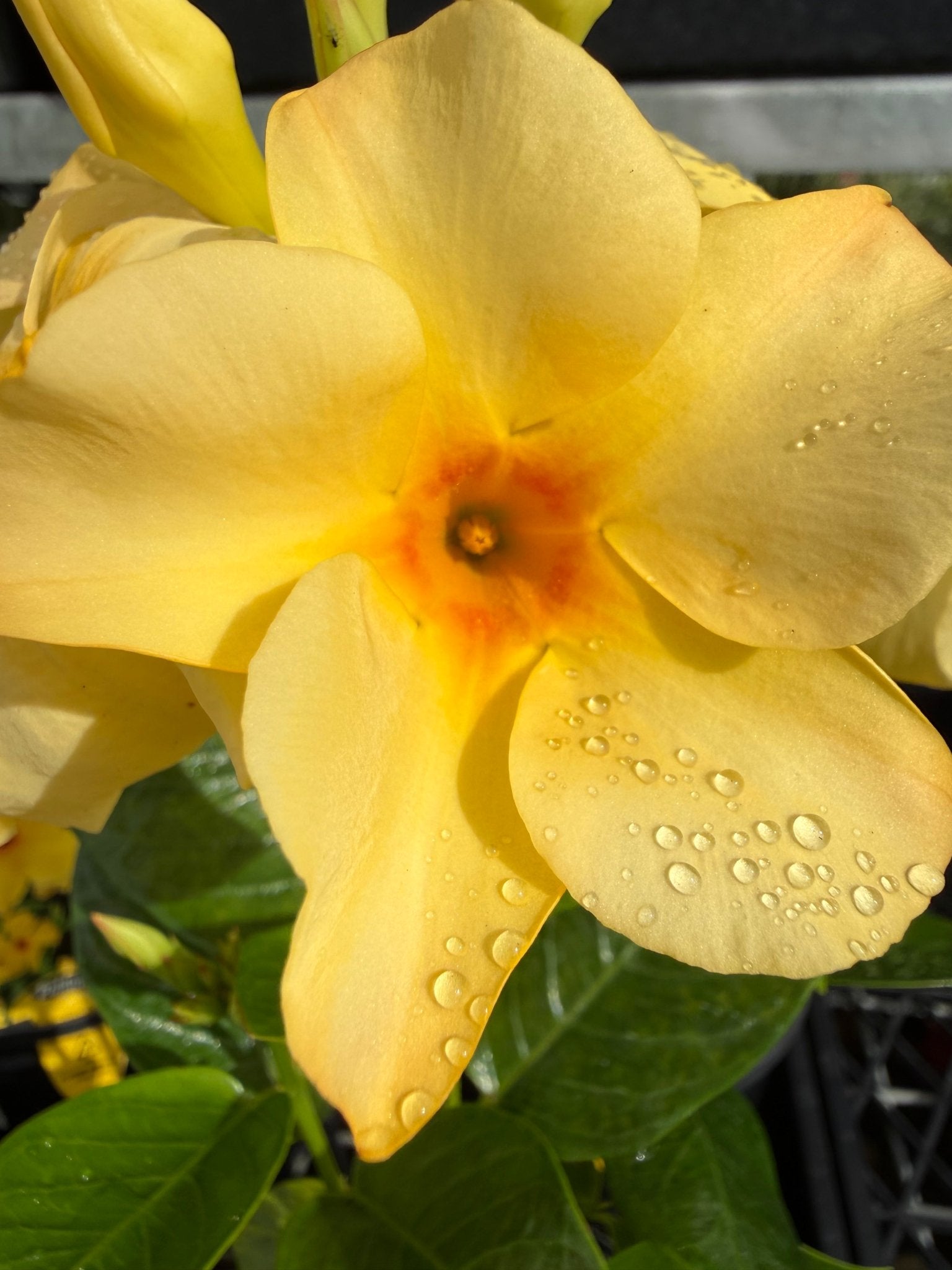 Mandevilla ‘Sun Parasol Gold’ - Ladybird Nursery