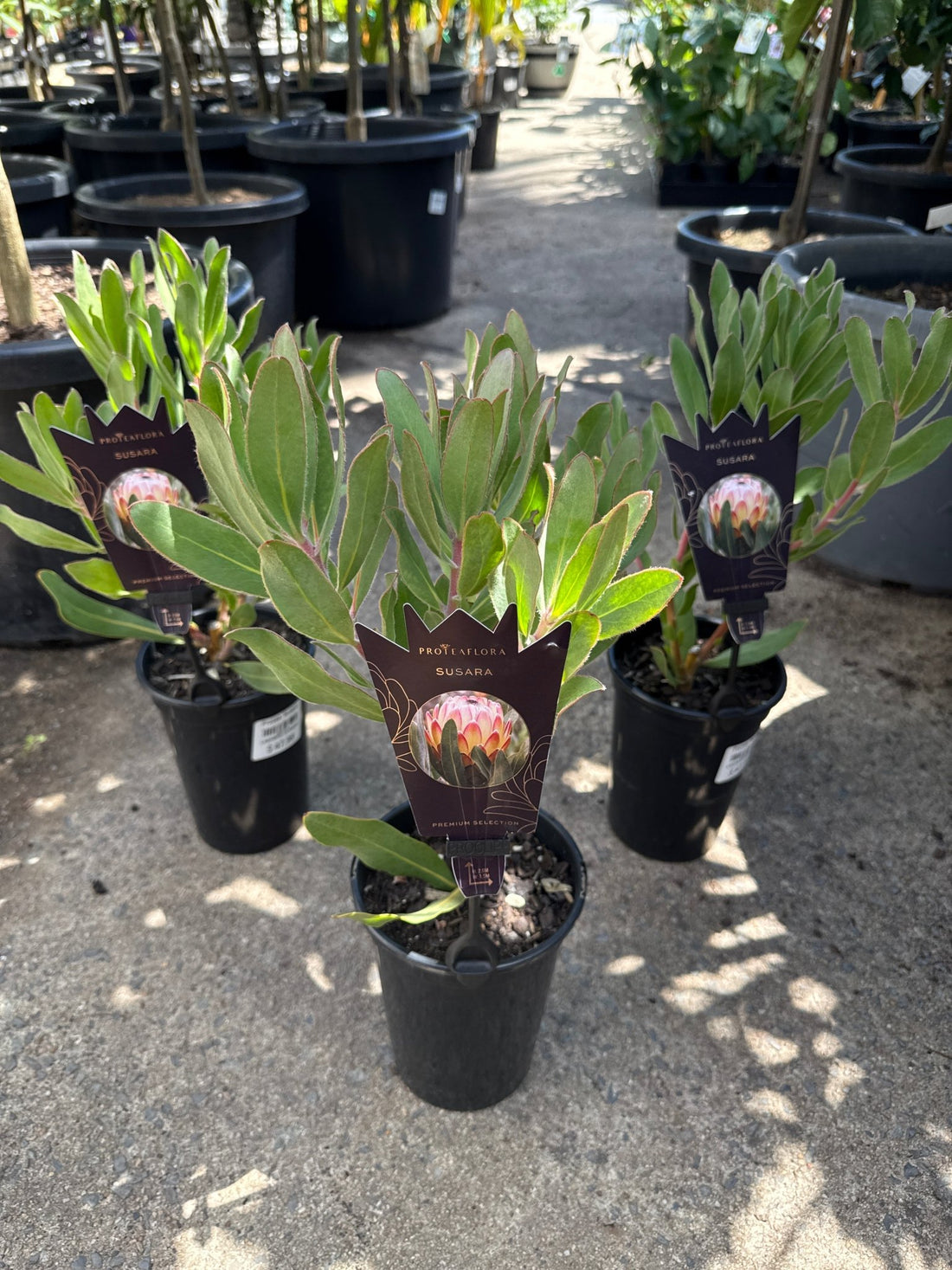 Protea 'Susara' - Ladybird Nursery