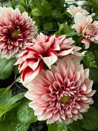 Dahlia 'Pink Shades' (Dahlia pinnata) - Ladybird Nursery