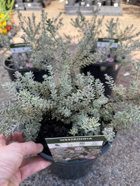 Coastal Rosemary 'Smokey' (Westringia fruticosa) - Large - Ladybird Nursery