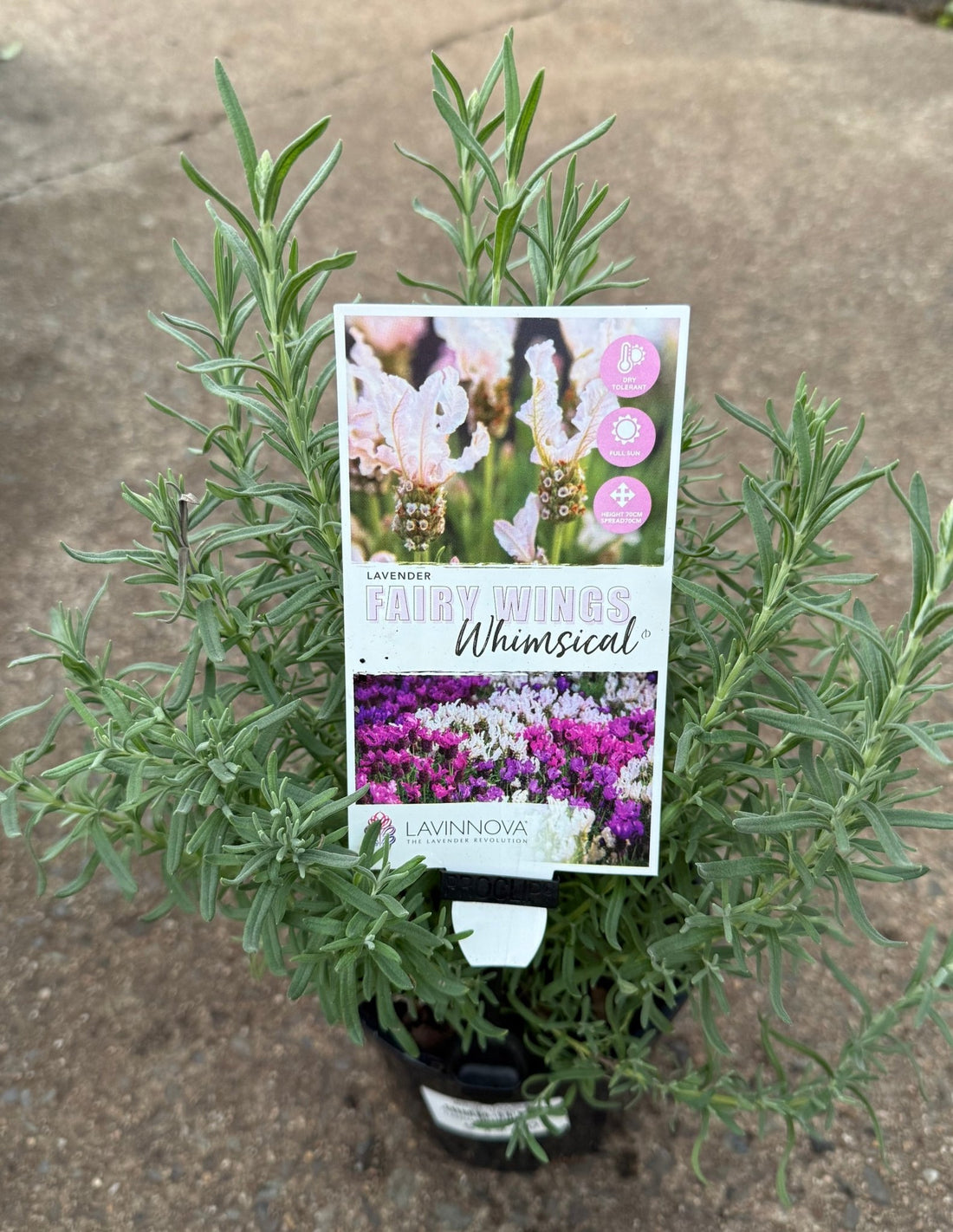 Lavender - Fairy Wings Whimsical (Lavandula pedunculata) - Ladybird Nursery