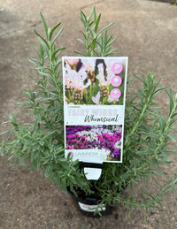 Lavender - Fairy Wings Whimsical (Lavandula pedunculata) - Ladybird Nursery