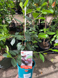 Guava 'Red Cherry' (Strawberry) young tree with green leaves in a blue pot in a nursery setting