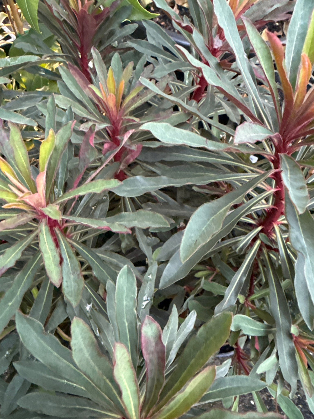 Miner’s Merlot (Euphorbia) - Ladybird Nursery