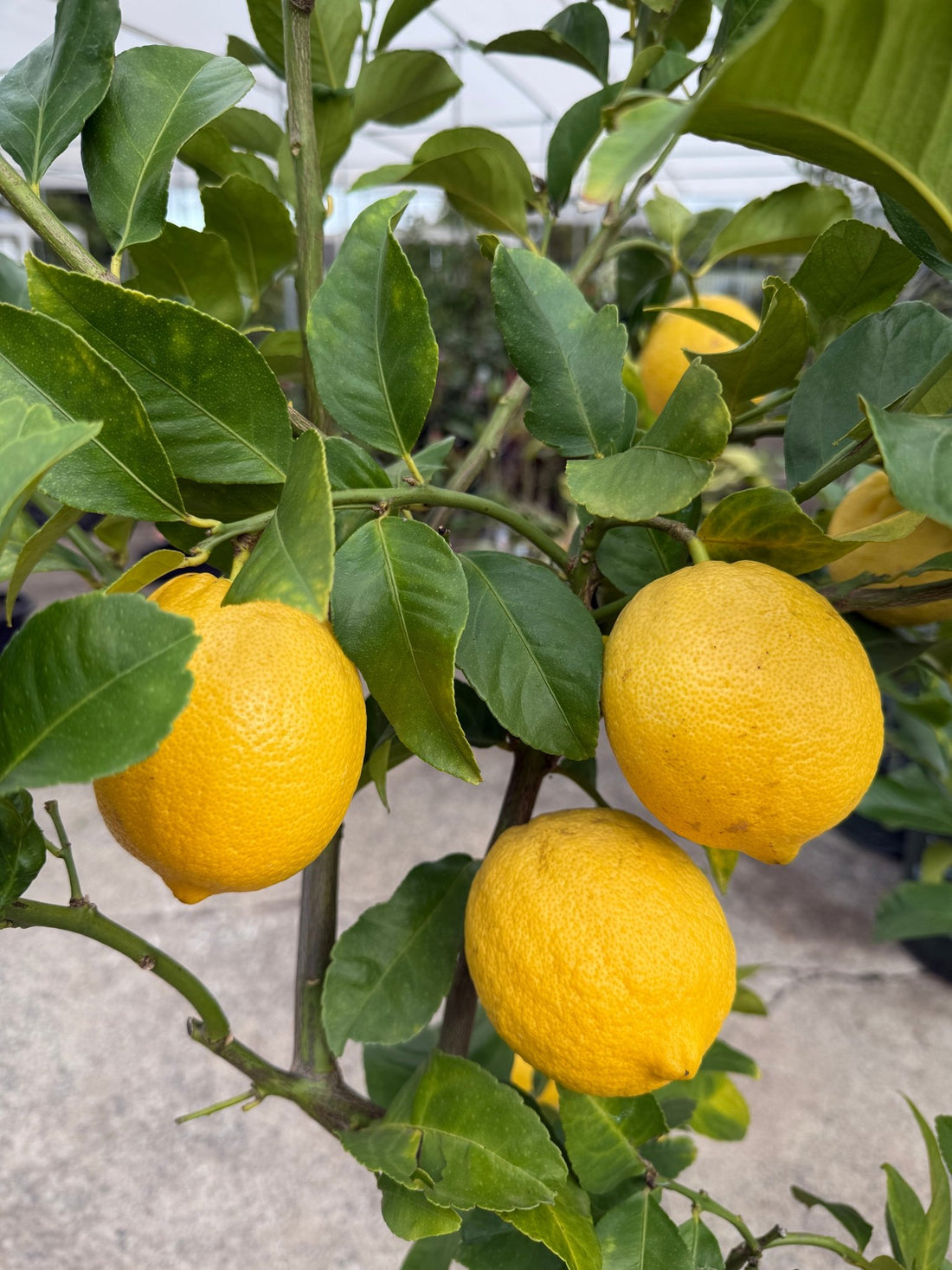Lemon 'Eureka' - Advanced (PICKUP ONLY) - Ladybird Nursery