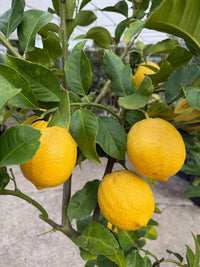 Lemon 'Eureka' - Advanced (PICKUP ONLY) - Ladybird Nursery