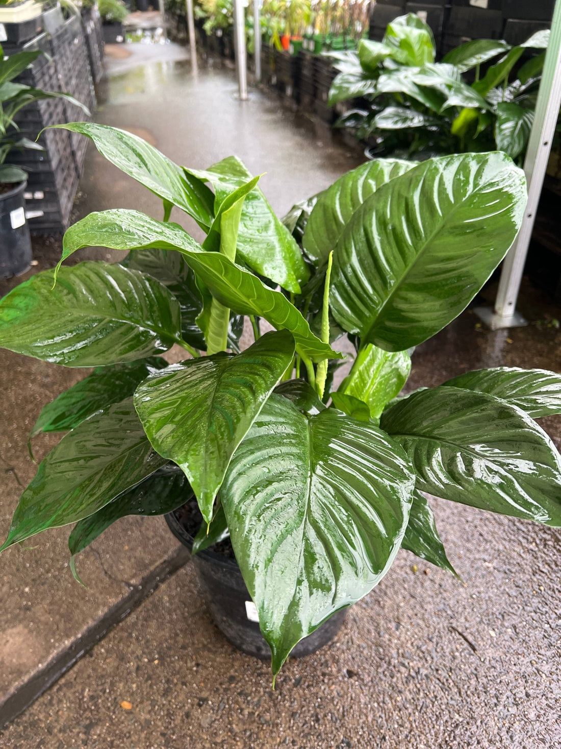 Peace Lily '7th Heaven' (Spathiphyllum) - Advanced (PICKUP ONLY) - Ladybird Nursery