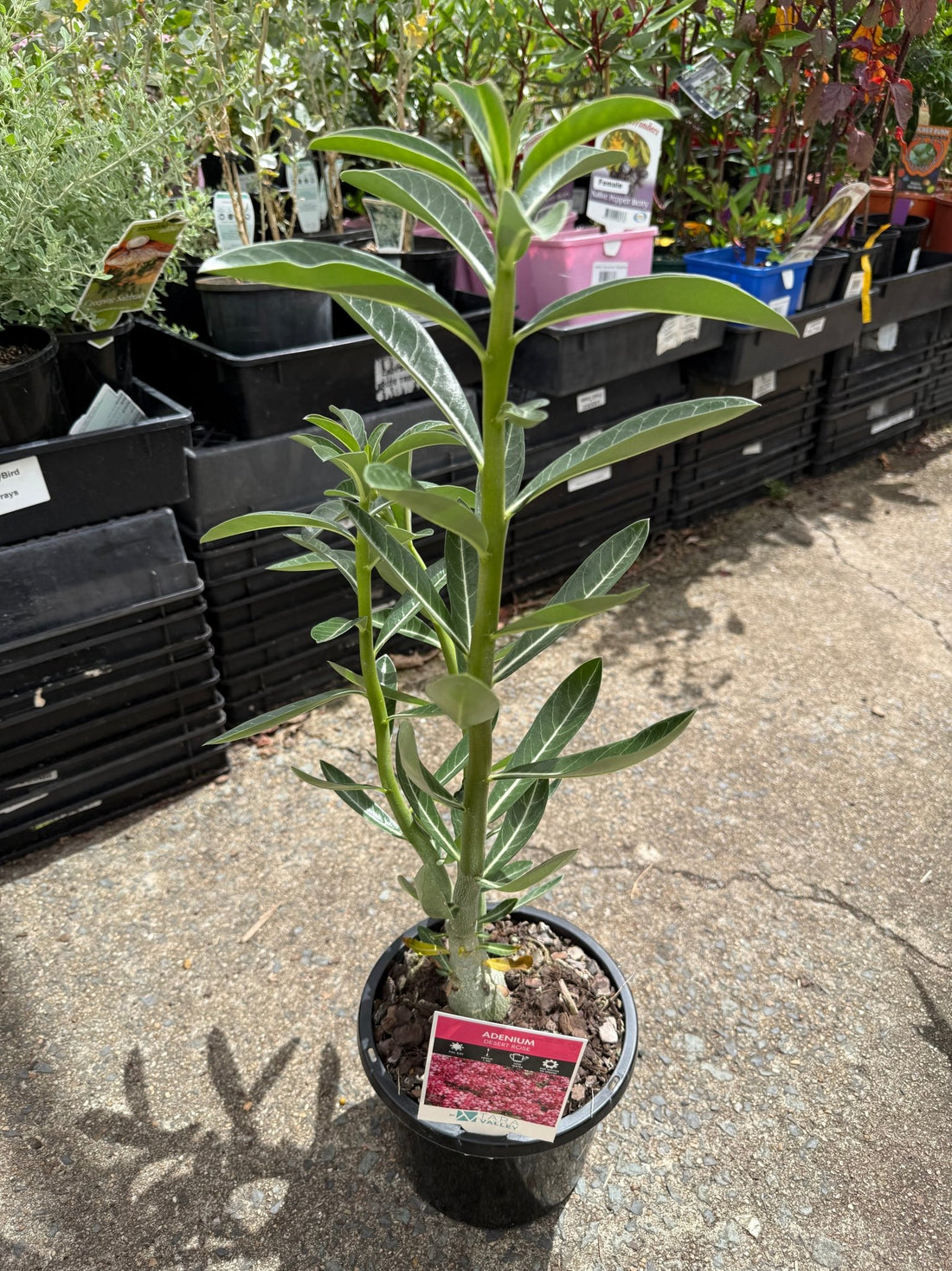 Desert Rose (Adenium obesum) - Ladybird Nursery
