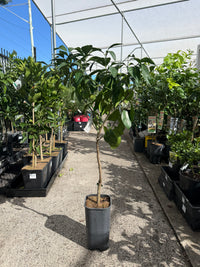 Seville Orange 'Smooth Skin' (QLD Only)
