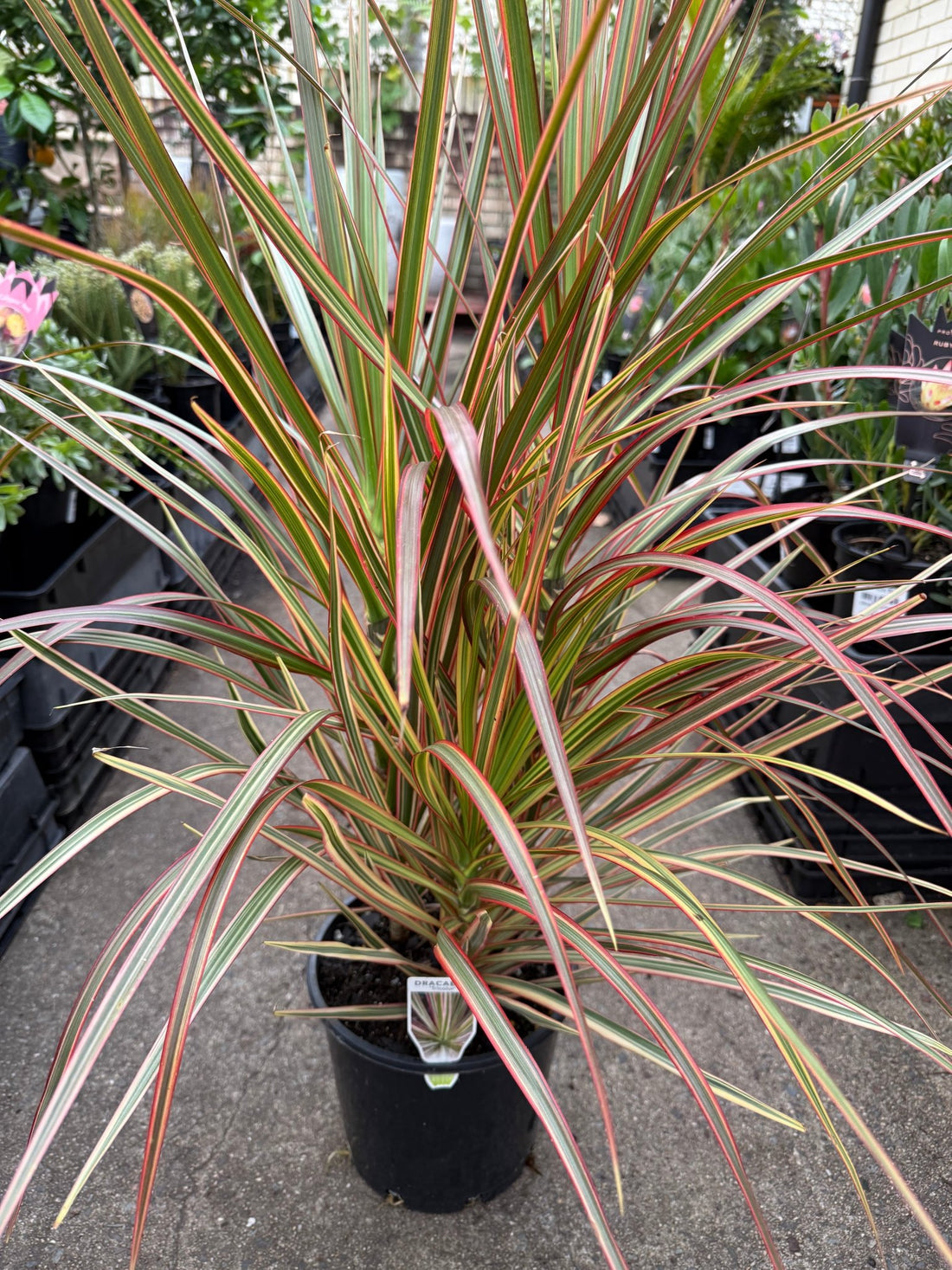 Madagascar Dragon Tree Tricolor (Dracaena marginata) - Ladybird Nursery