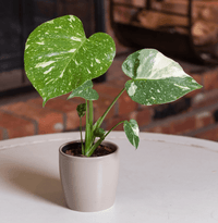 Monstera 'Thai Constellation' - Ladybird Nursery