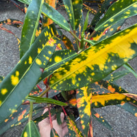 Croton 'Little Mia' - Ladybird Nursery