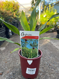 Gymea Lily (Doryanthes excelsa) - Ladybird Nursery