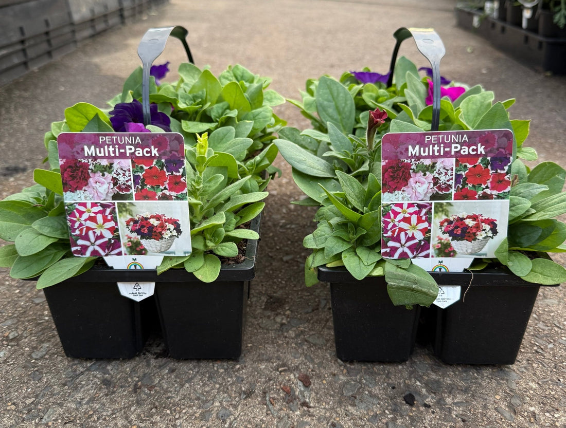Petunia 'Lo Rider Mix'- 10 Cell Pot (PICK UP ONLY) - Ladybird Nursery