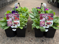 Petunia 'Lo Rider Mix'- 10 Cell Pot (PICK UP ONLY) - Ladybird Nursery
