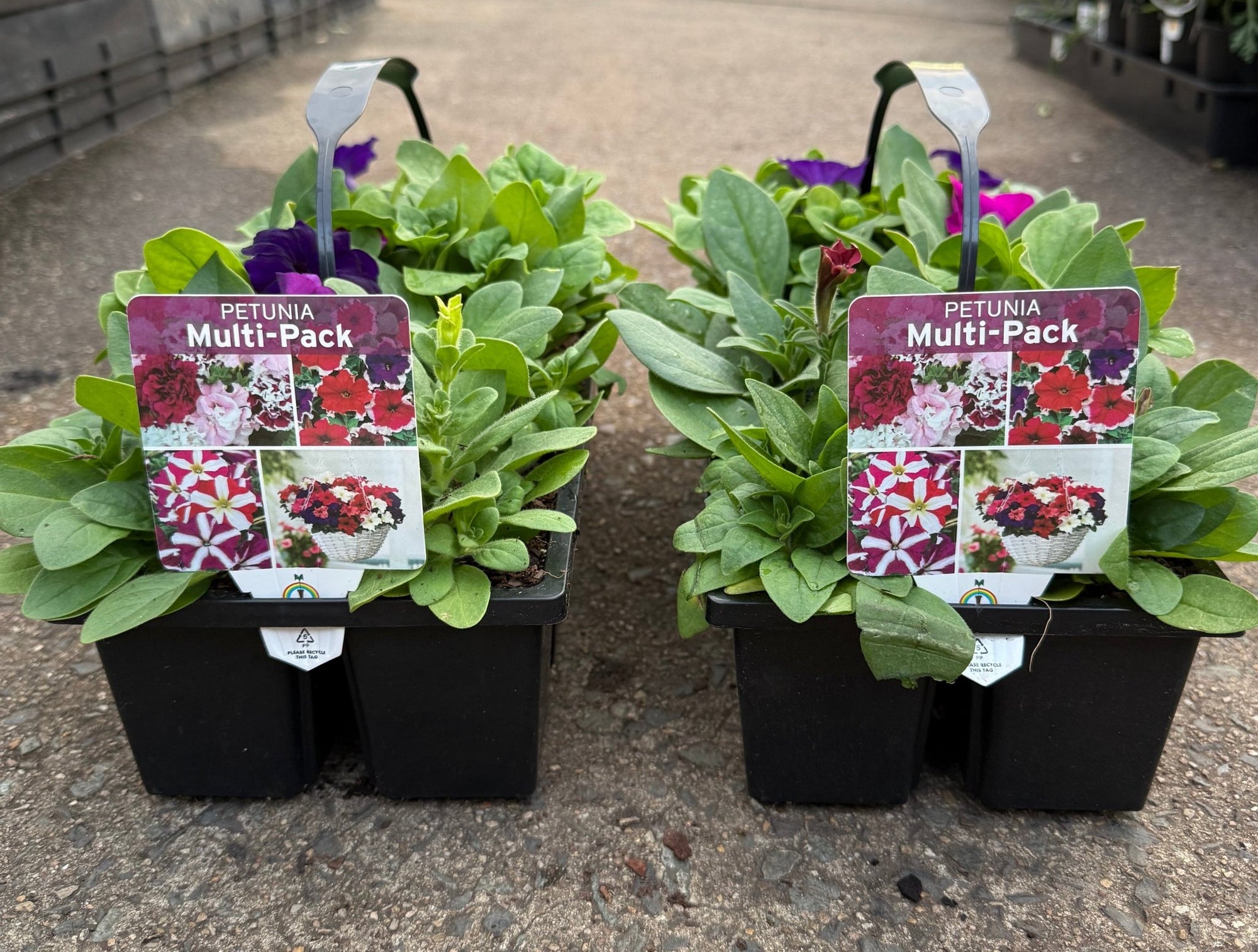 Petunia 'Lo Rider Mix'- 10 Cell Pot (PICK UP ONLY) - Ladybird Nursery